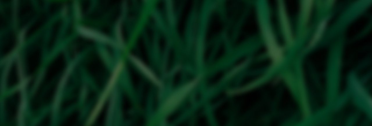 Immagine astratta di fili d'erba